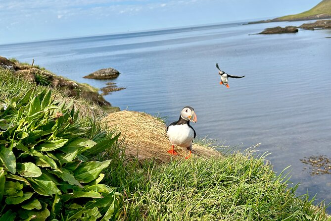 1 Hour Iceland Nature and Wildlife RIB Small Group Guided Safari - Meeting Logistics That Matter More Than You Think