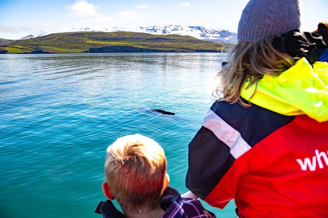 100% Whale Watching - Why Whale Watching from Hauganes Feels More Like Whale Time Than Whale Waiting