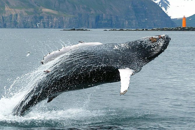 100% Whale Watching - Warm Coveralls, Hot Drinks, and Live Facts: Comfort Is Part of the Experience