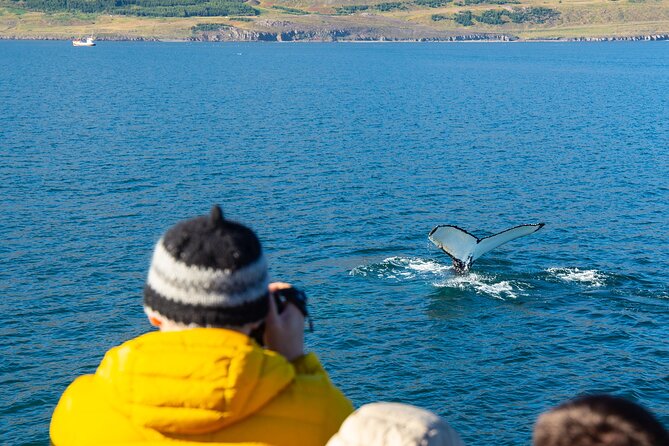 100% Whale Watching - Departure Times and Boat Size: Why Timing Can Change Your Whole Trip