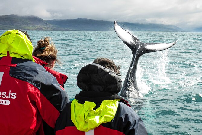 100% Whale Watching - The 2.5-Hour Fjord Cruise: What the Boat Ride Actually Does for You