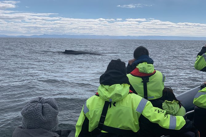 2-Hour RIB Boat Whale Watching Tour from Reykjavik - Entering the Old Harbour: check-in, gear, and the safety speech