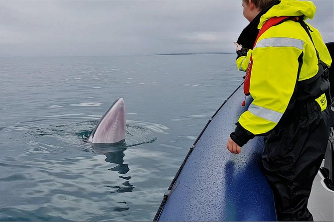 2-Hour RIB Boat Whale Watching Tour from Reykjavik - How the guide boosts your chances when whales are hard to spot