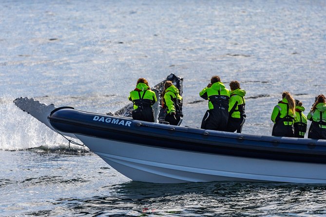 2-Hour RIB Boat Whale Watching Tour from Reykjavik - Akurey puffin island stop in summer: a second wildlife hit