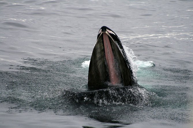 2-Hour RIB Boat Whale Watching Tour from Reykjavik - Reykjavík coastline on the way back: the part you should not rush