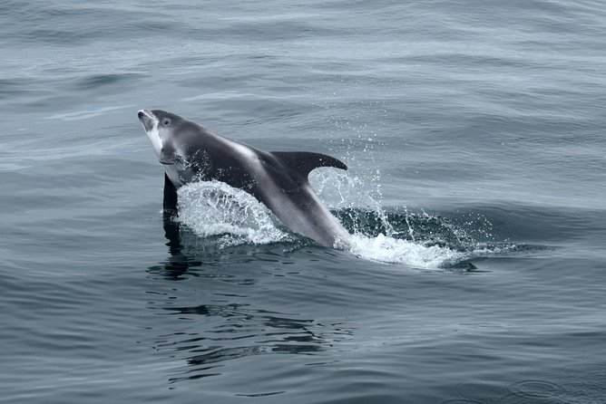 2-Hour RIB Boat Whale Watching Tour from Reykjavik - Comfort, speed, and safety: what to think about before you book