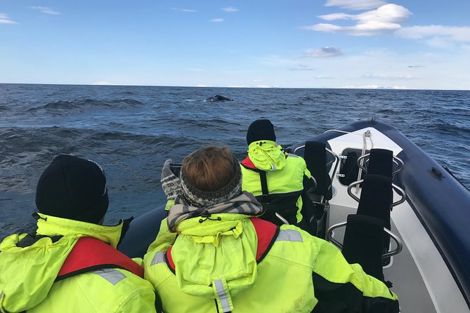2-Hour RIB Boat Whale Watching Tour from Reykjavik - What a good day looks like: the sightings that make this trip click
