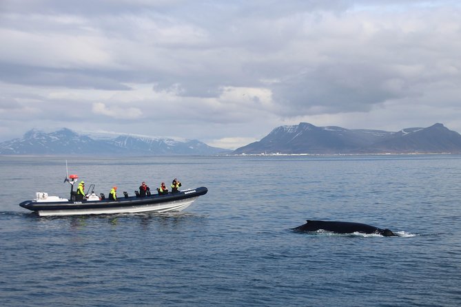 2-Hour RIB Boat Whale Watching Tour from Reykjavik - Your fast RIB ride plan: from Reykjavik to Faxaflói Bay feeding grounds