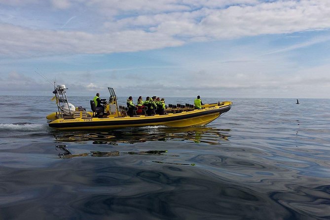 2 hour Round Trip in Vestmannaeyjar on a RIB Boat - Súlnasker and the feeling of being far enough out to matter