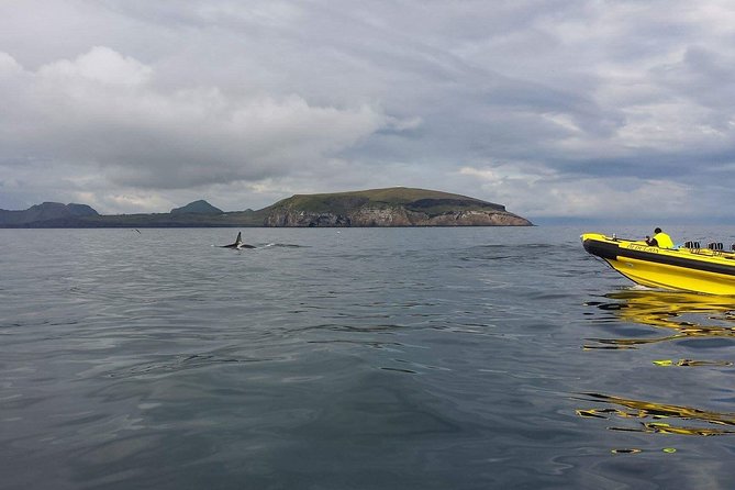 2 hour Round Trip in Vestmannaeyjar on a RIB Boat - Weather rules: when the Westman Islands say no