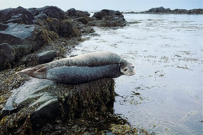 4 Hour Isafjordur and Dynjandi Tour With Photo Stops - Key Highlights You Will Care About