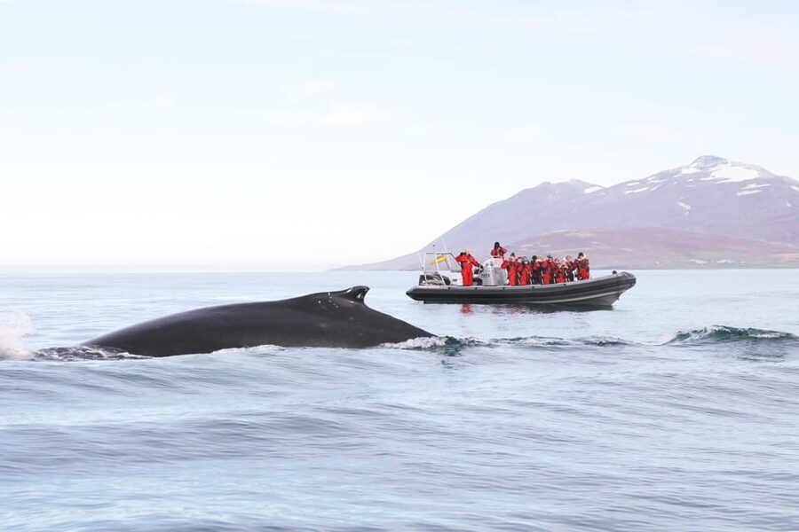 Akureyri: 2-Hour Whale Watching Express by RIB Speedboat - Oddeyrarbót 2 Check-In: What Happens Before You Hit the Water