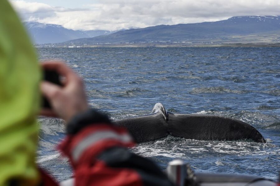 Akureyri: 2-Hour Whale Watching Express by RIB Speedboat - The 2-Hour Run: Searching the Eyjafjord for Whale and Bird Clues