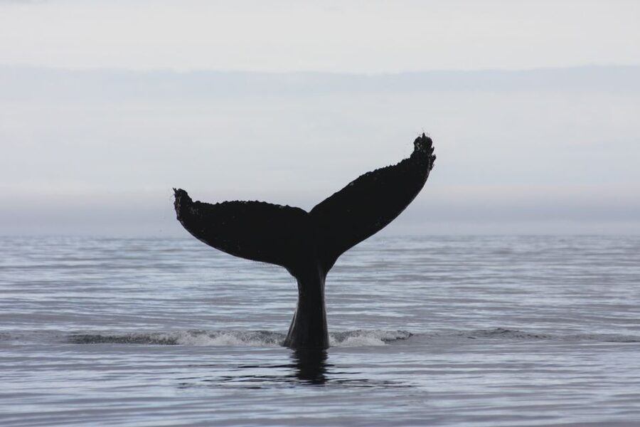 Akureyri: 2-Hour Whale Watching Express by RIB Speedboat - The Small Boat Difference: Why 12 Passengers Matters