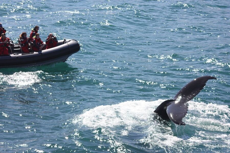Akureyri: 2-Hour Whale Watching Express by RIB Speedboat - Price and Value: Is $200 Worth It for a 2-Hour Tour?