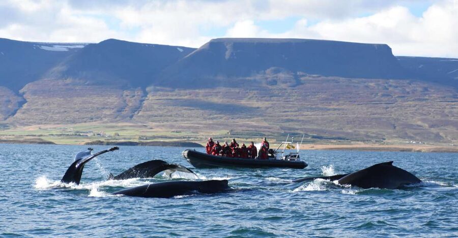 Akureyri: 2-Hour Whale Watching Express by RIB Speedboat - Gear That Actually Lets You Enjoy the Cold