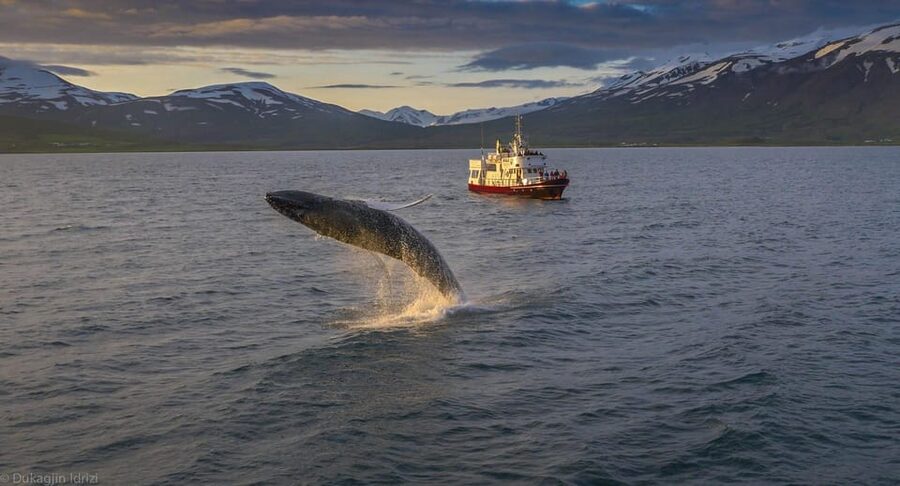 Akureyri: 3-Hour Classic Whale Watching Tour by Ship - Key Highlights You’ll Care About