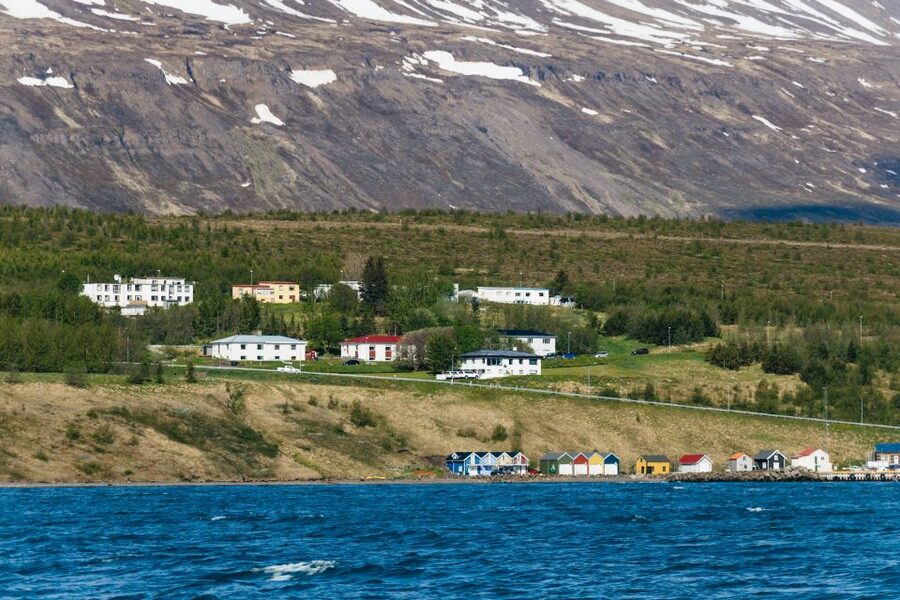 Akureyri: 3-Hour Classic Whale Watching Tour by Ship - Wildlife you can hope to see, humpbacks first, then more