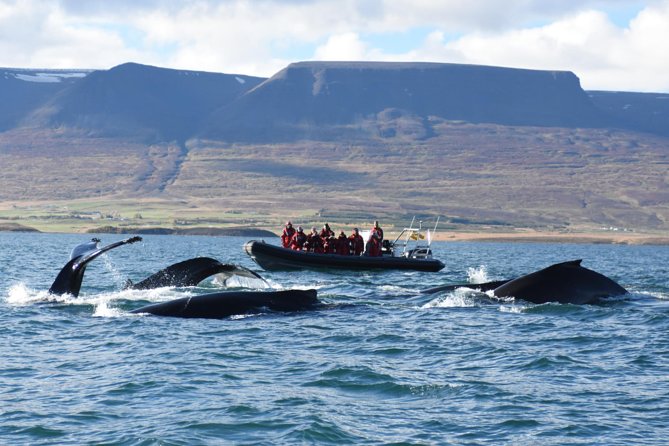 Akureyri Express Whale Watching by RIB boat - Why This Express RIB Whale Watch Fits Akureyri Days So Well