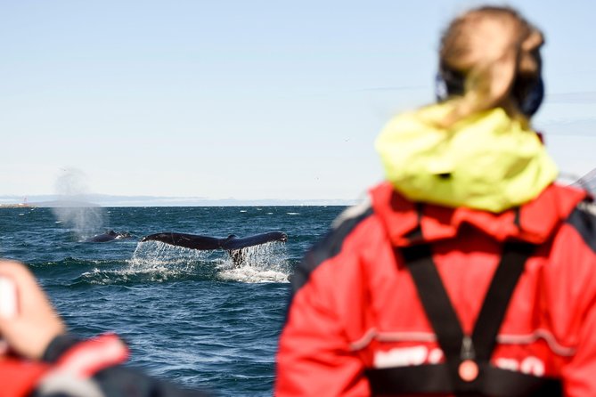 Akureyri Express Whale Watching by RIB boat - Getting Geared Up: Overalls, Gloves, Goggles, and a Real Cold-Fjord Plan