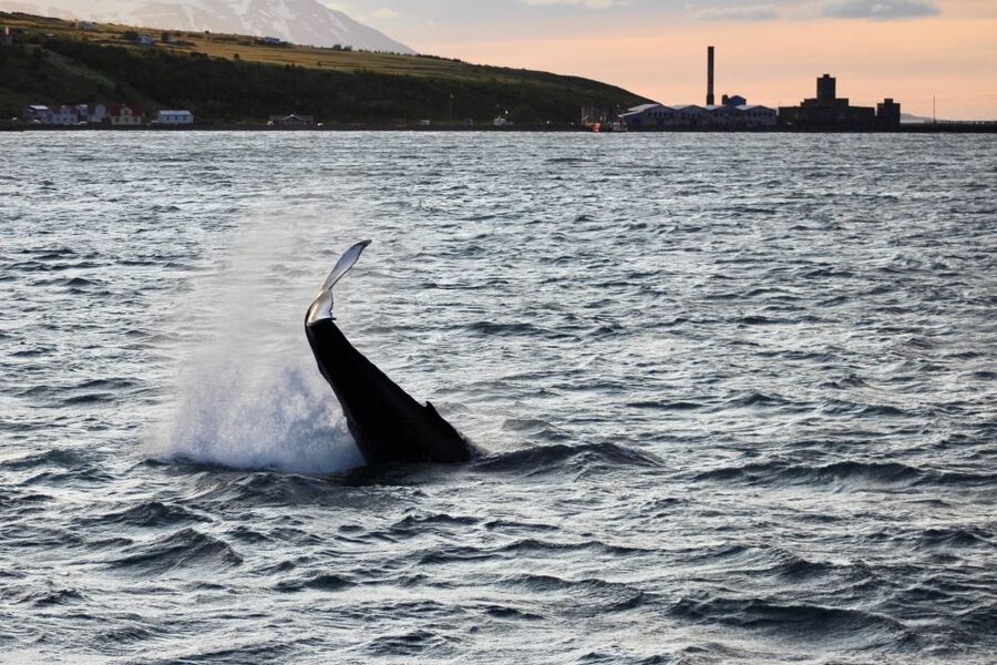 Akureyri: Whale Watching in the Midnight Sun - Midnight Sun in Akureyri Changes Everything About Whale Watching