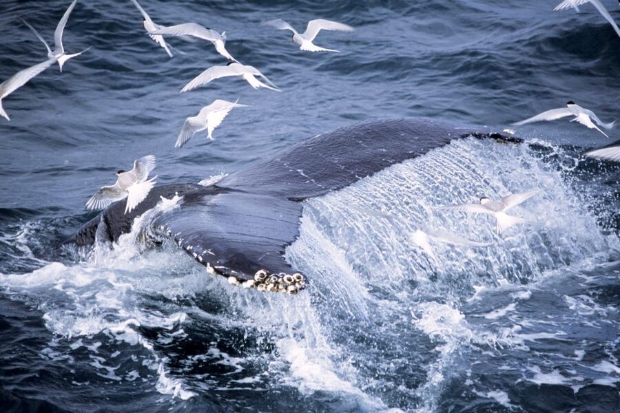 Akureyri: Whale Watching in the Midnight Sun - Whale Encounters: Humpbacks in the Midnight Sun Light