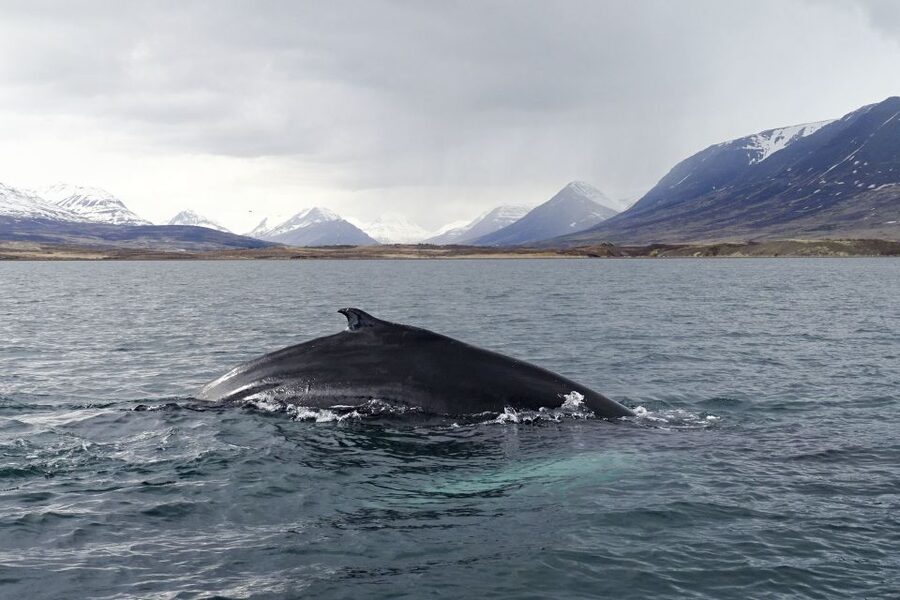 Akureyri: Whale Watching in the Midnight Sun - Onboard Food, Wi-Fi, and Crew Photos You Might Actually Use