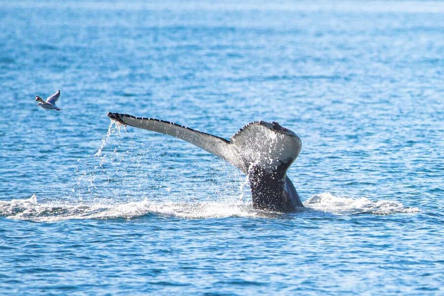 Akureyri: Whale Watching Tour with Transfer from Port - Key things I’d zero in on before you book