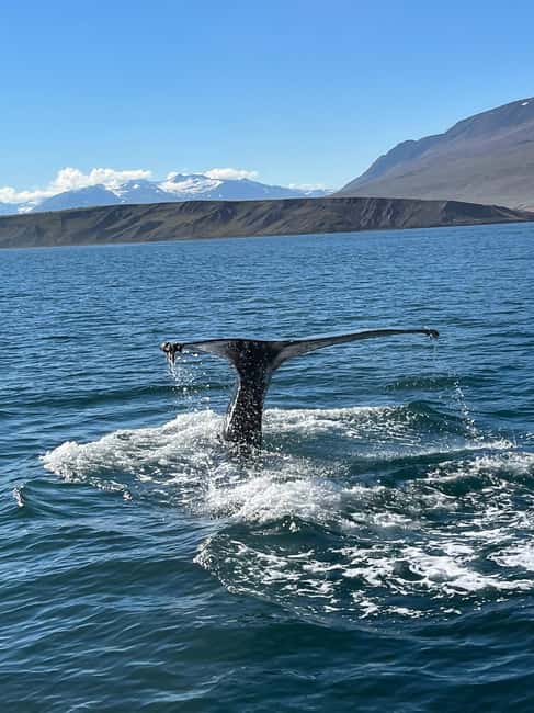 Akureyri: Whale Watching Tour with Transfer from Port - On the water: what the boat time really feels like