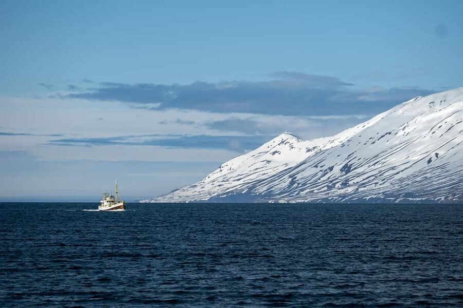 Akureyri: Whale Watching Tour with Transfer from Port - Who should book this Akureyri whale tour, and who should think twice