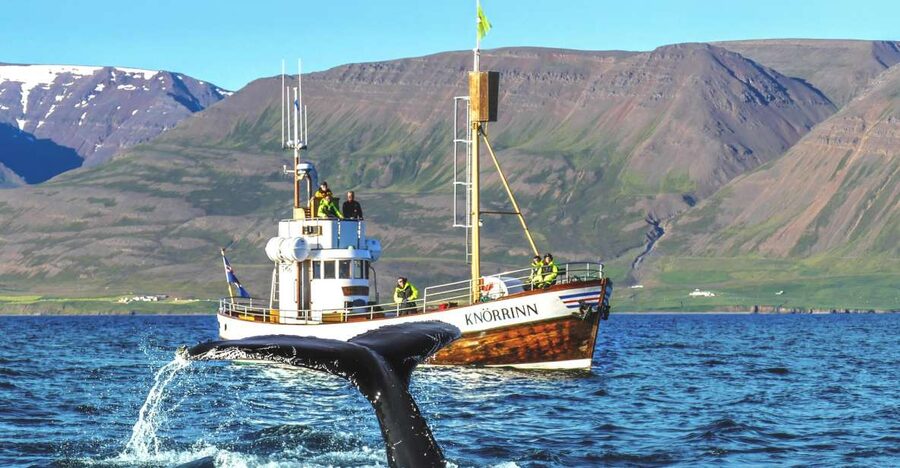 Árskógssandur: Whale-Watching Boat Trip - Key things to know before you go