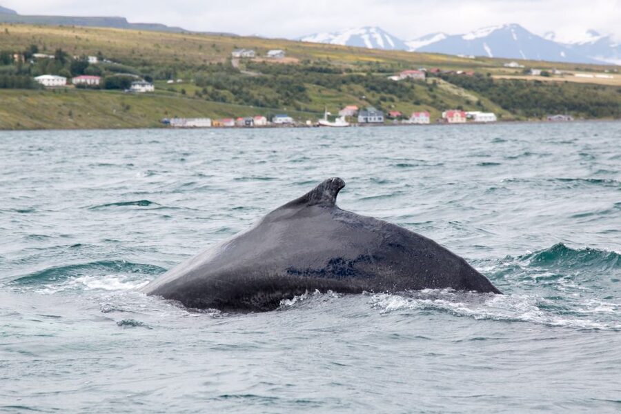 Árskógssandur: Whale-Watching Boat Trip - Warm overalls and hot chocolate, the small things that make a big difference