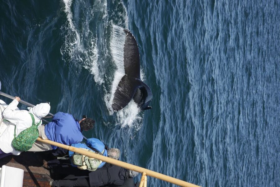 Árskógssandur: Whale-Watching Boat Trip - How the guide and crew change the experience