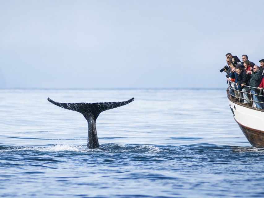Árskógssandur: Whale-Watching Boat Trip - Boat comfort and why the small size tends to feel better