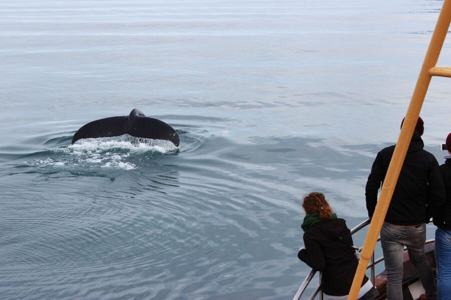 Árskógssandur: Whale-Watching Boat Trip - Best timing and who this tour suits
