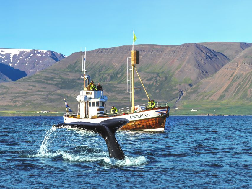Árskógssandur: Whale-Watching Boat Trip - The meeting point at Hótel Kaldi and how the tour starts
