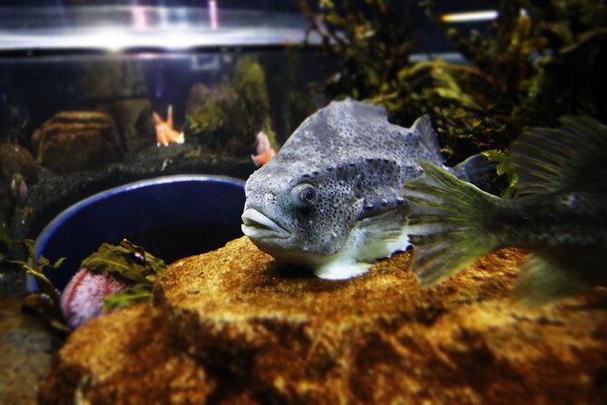 Beluga and Puffin Sanctuary Visitor Centre with Aquarium - Key highlights