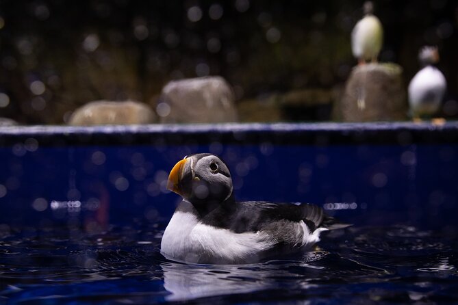 Beluga and Puffin Sanctuary Visitor Centre with Aquarium - Beluga and Puffin Sanctuary in Vik: a quick, animal-focused stop