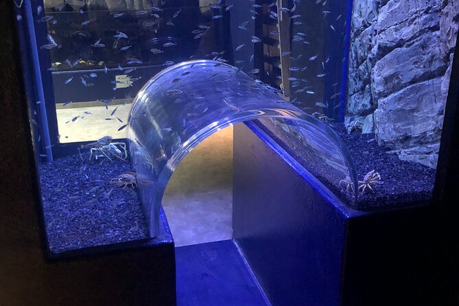 Beluga and Puffin Sanctuary Visitor Centre with Aquarium - Puffin hospital time: cute viewing with a serious mission