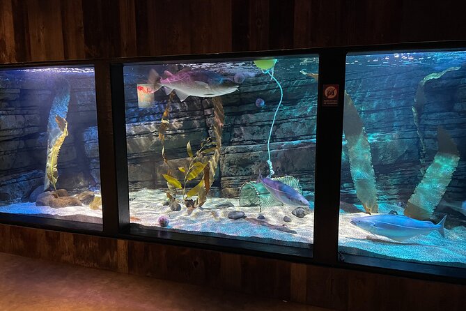Beluga and Puffin Sanctuary Visitor Centre with Aquarium - Staff, explanations, and how to get the most out of 40 minutes