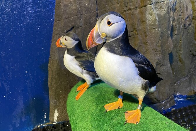 Beluga and Puffin Sanctuary Visitor Centre with Aquarium - The beluga whale sanctuary tour, and why they bring them in