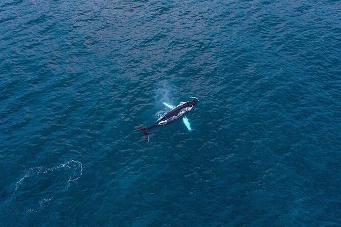 Big Whales & Puffins RIB boat tour from Húsavík - Skjálfandi Bay on a small RIB: what makes this whale trip different