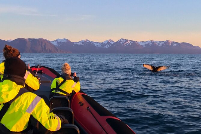 Big Whales & Puffins RIB boat tour from Húsavík - The route in plain terms: from Husavík to Skjálfandi Bay