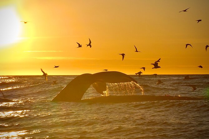 Big Whales & Puffins RIB boat tour from Húsavík - Whale spotting style: why the captain and guide combo works