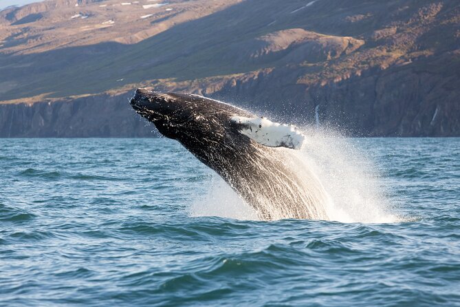 Big Whales & Puffins RIB boat tour from Húsavík - Stop for Lundey puffins: the big seasonal decision