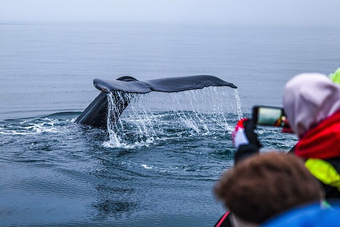 Big Whales & Puffins RIB boat tour from Húsavík - Tjörnes peninsula: fossils and a quick science break