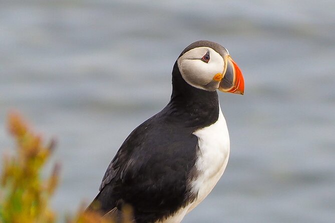 Big Whales & Puffins RIB boat tour from Húsavík - The ride reality check: cold, wet, and bumpy can happen