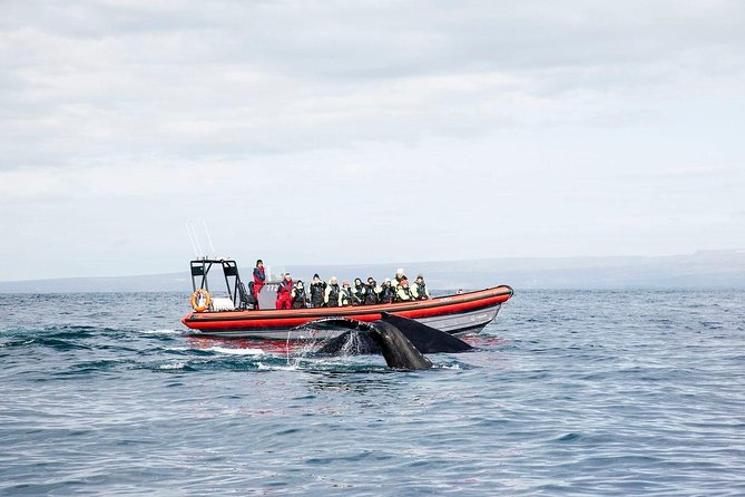 Big Whales & Puffins RIB boat tour from Húsavík - Price and value: what you’re paying for