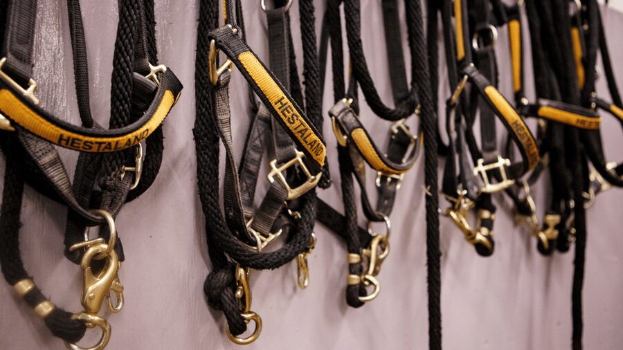 Borgarnes: Horseback Riding Tour with Prep Lesson - Guided Trail Time From Hestaland: Rivers, Photo Stops, and Wind