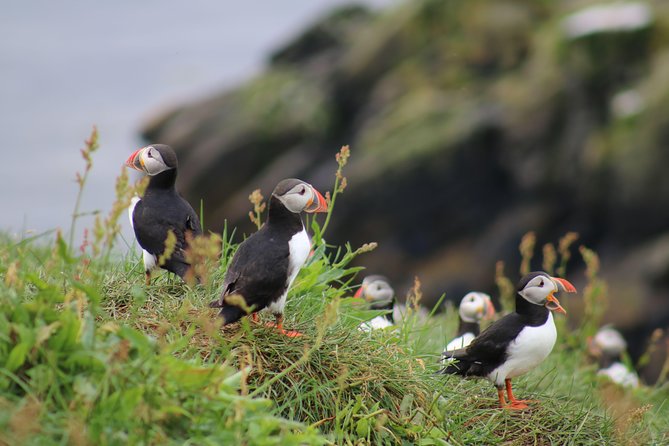 Classic Puffin Watching Cruise from Downtown Reykjavík - Key Highlights You’ll Care About